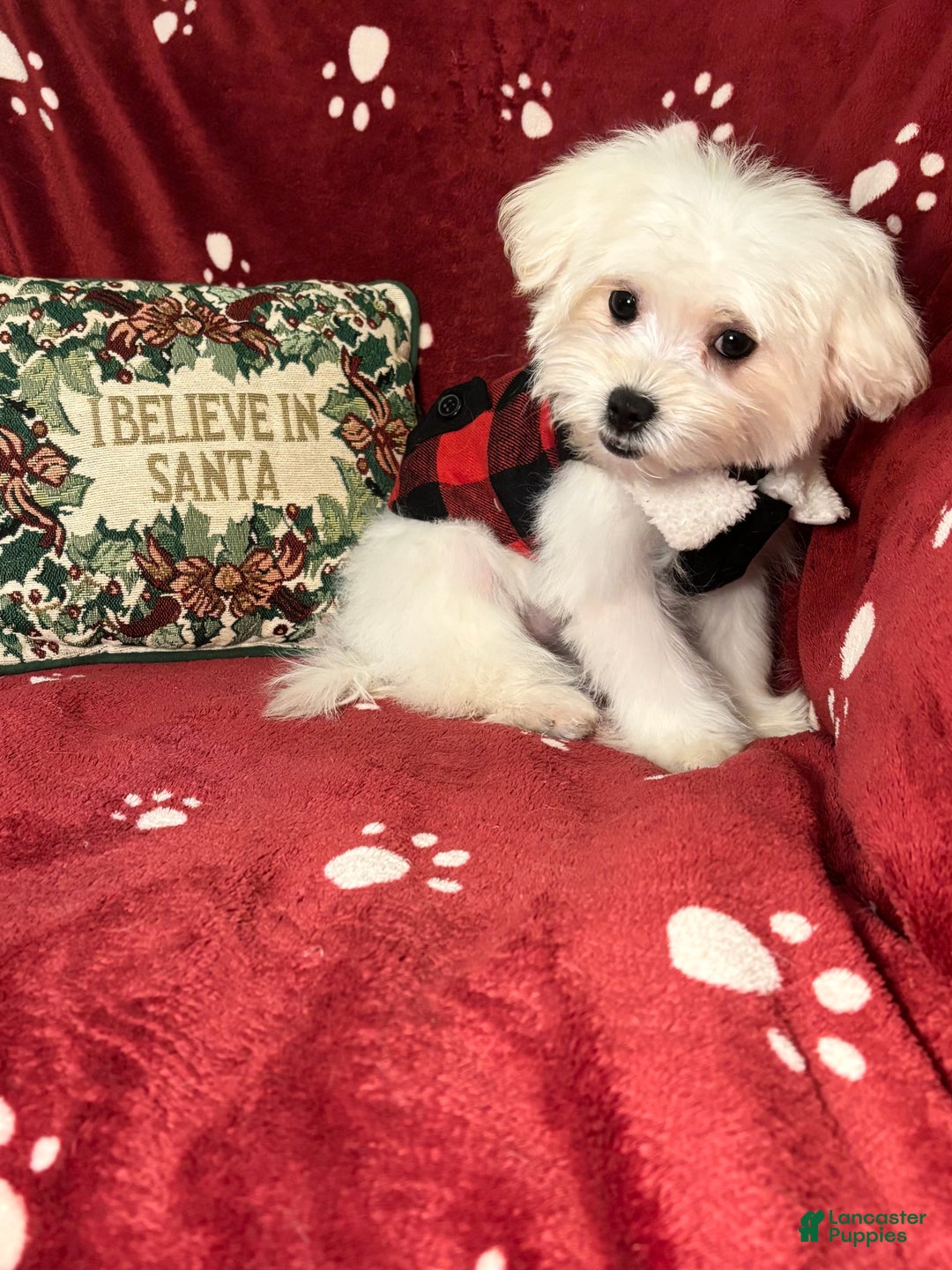 Maltese dogs for sale: Lullaby  - Ad 2