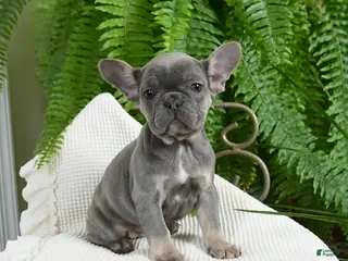 French Bulldog dogs Taffy - Ad 25