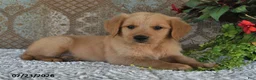 Golden Retriever dogs for sale: Axel - Ad 3