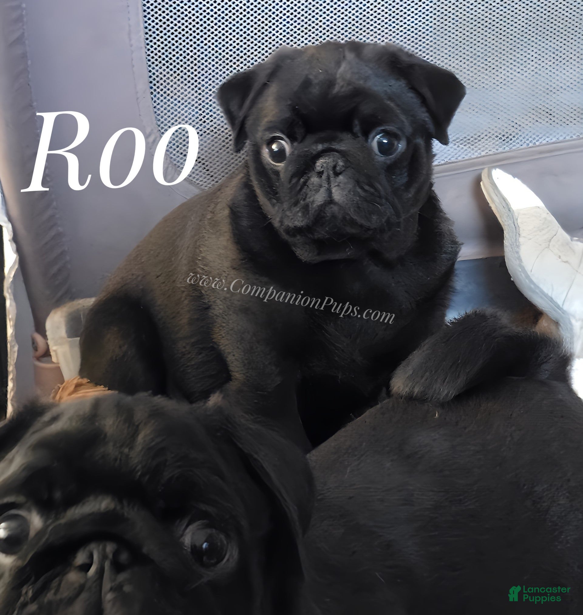 Black Pugs Pug Dog Intelligence Pug Dog Breed Health And Care PetMD