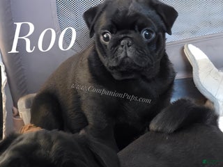 Pug dogs - Ad 2