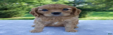 Rosie