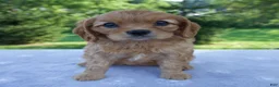 Mixed Breed dogs for sale: Rosie - Ad 1