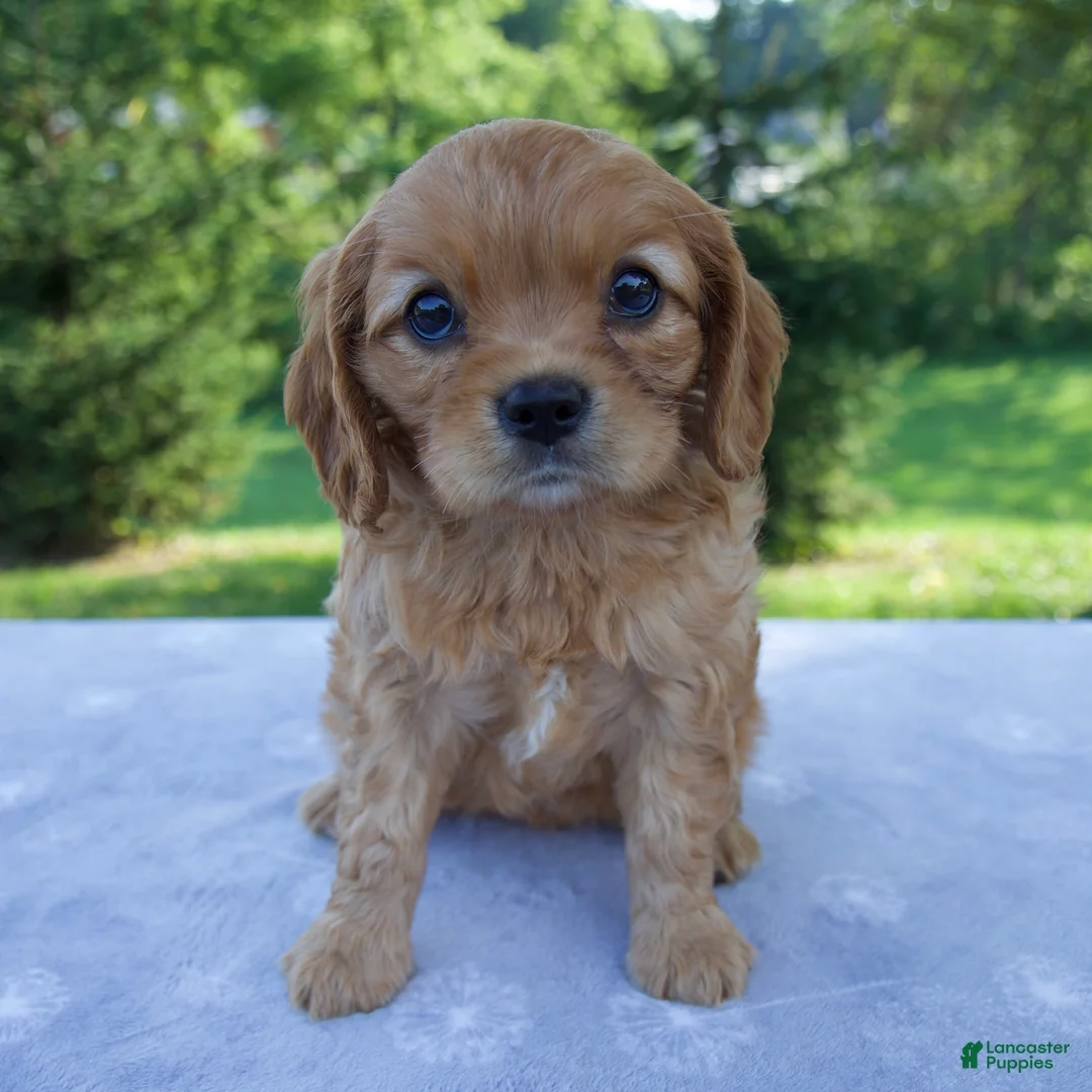 Mixed Breed dogs for sale: Rosie - Ad 1