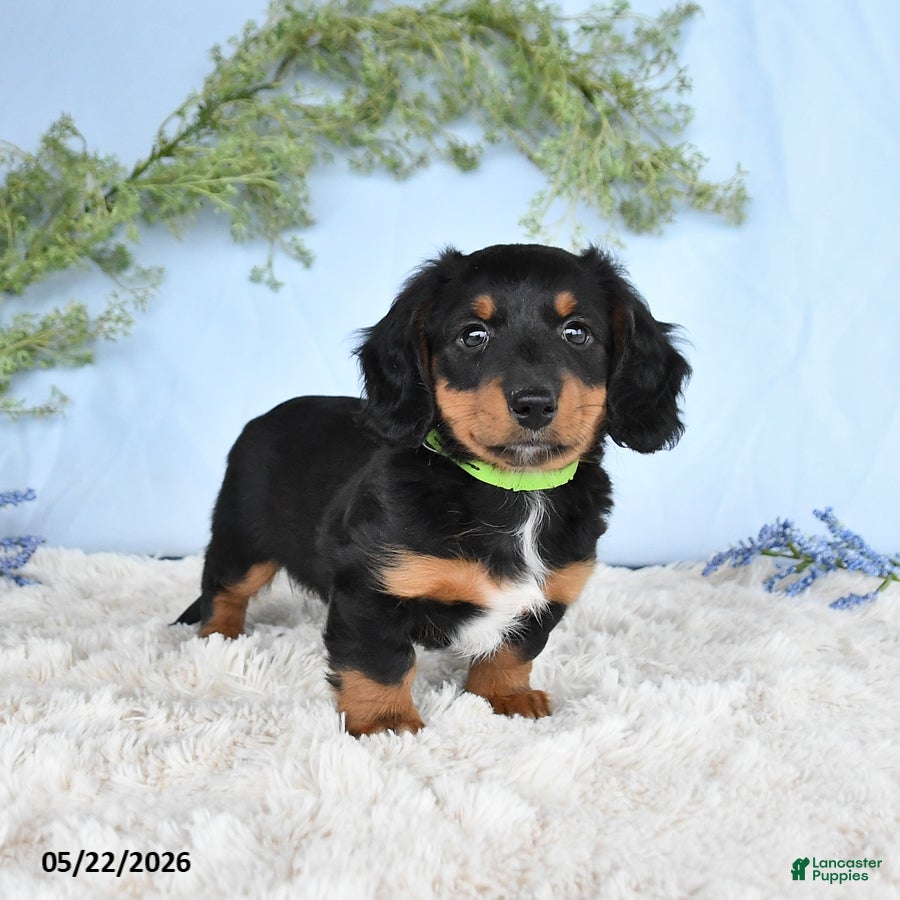 Miniature Dachshund dogs Hunter - Ad 2