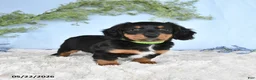 Miniature Dachshund dogs for sale: Hunter - Ad 2