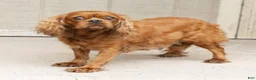 Cavalier King Charles Spaniel dogs for sale: Sunshine Cavalier King Charles Spaniel  - Ad 6