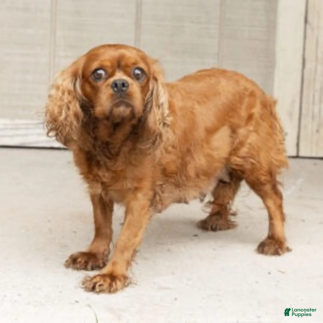 Cavalier King Charles Spaniel dogs for sale: Sunshine Cavalier King Charles Spaniel  - Ad 6