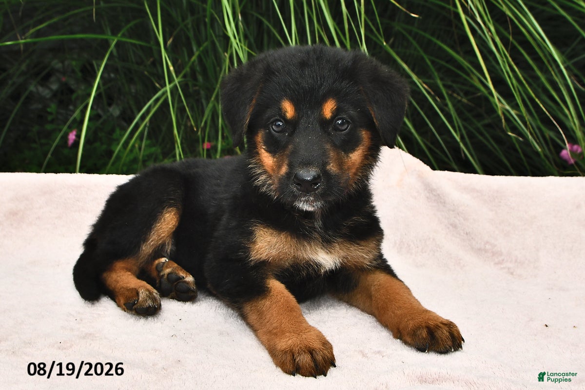 Mixed Breed dogs Roxie - Ad 1