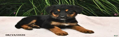 Roxie