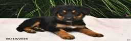Mixed Breed dogs for sale: Roxie - Ad 1