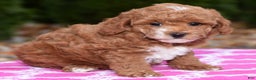 Miniature Poodle dogs for sale: Fargo - Ad 5