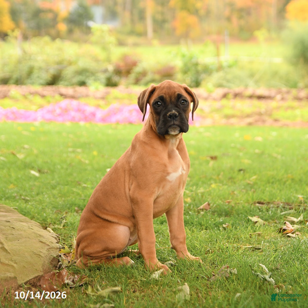 Boxer dogs London - Ad 2