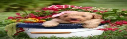 Mini Goldendoodle dogs for sale: Ally - Ad 1