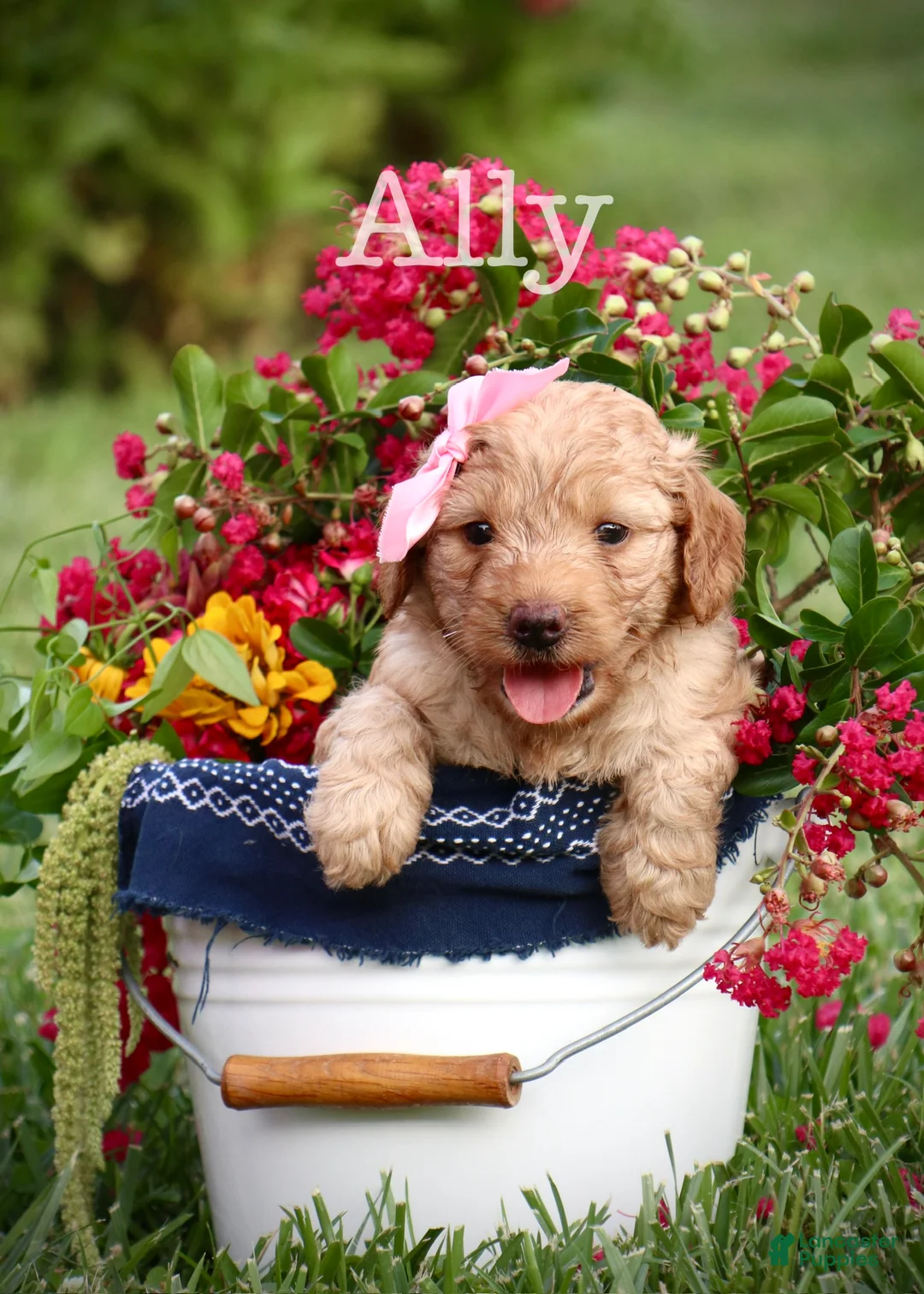 Mini Goldendoodle dogs for sale: Ally - Ad 1