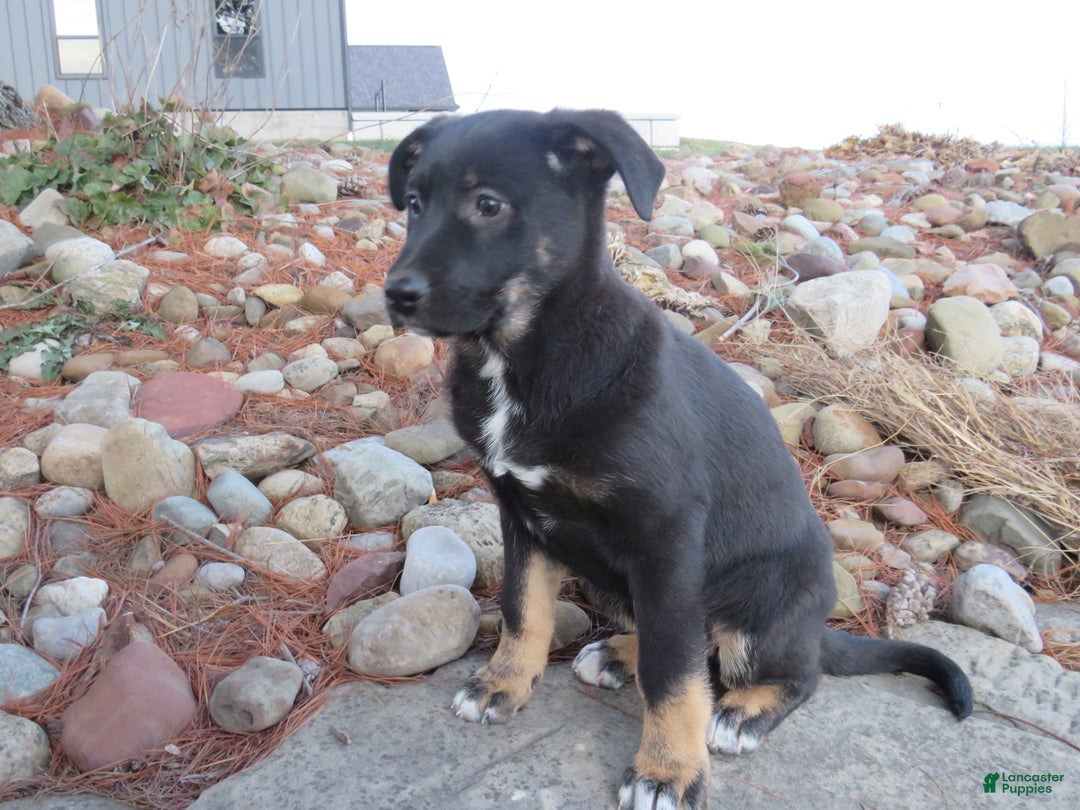 German Shepherd dogs for sale: Harper - Ad 7
