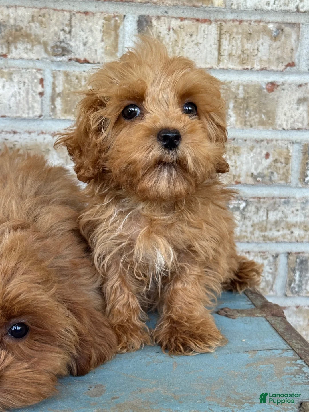 Cavapoo dogs for sale: Apple - Ad 1