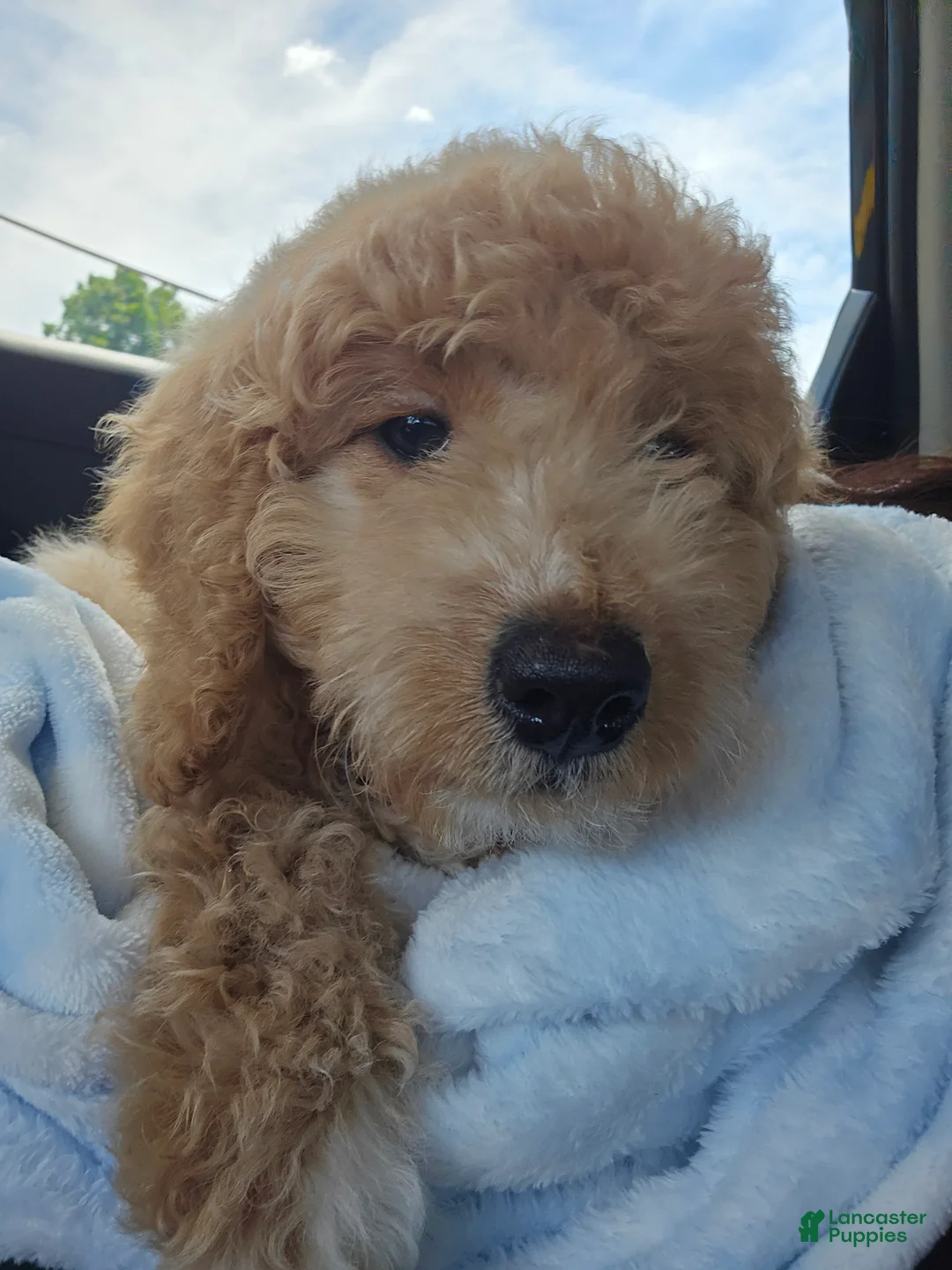 Goldendoodle dogs for sale: Huck - Ad 2