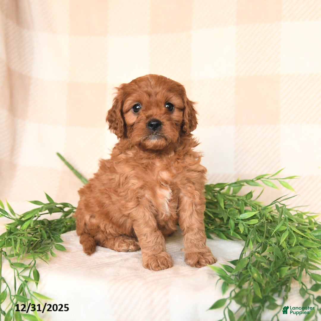 Cavapoo dogs for sale: Casey - Ad 1