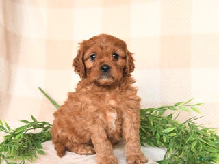 Cavapoo dogs Casey - Ad 41