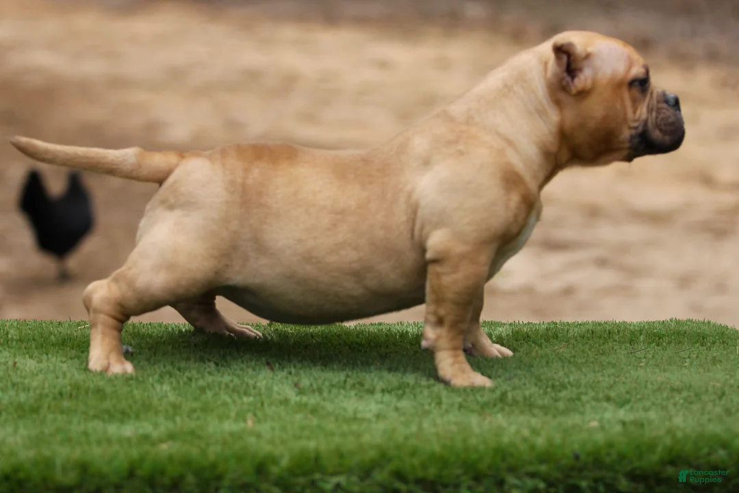 American Bully dogs for sale: Fawn Female - Ad 2