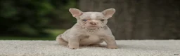 French Bulldog dogs for sale: Dora - Ad 5