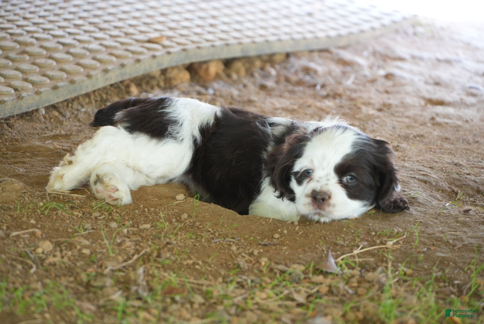 Cocker Spaniel dogs Eva - Cocker Spaniel Puppy  - Ad 4