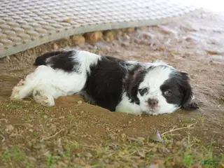 Cocker Spaniel dogs Eva - Cocker Spaniel Puppy - Ad 4