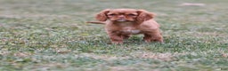 Cavalier King Charles Spaniel dogs for sale: Starburst  - Ad 6