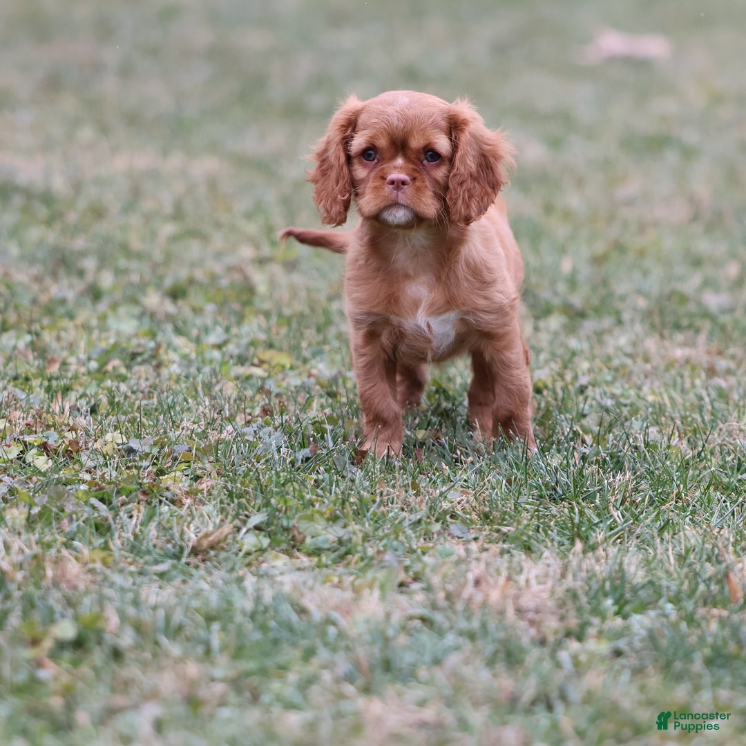 Cavalier King Charles Spaniel dogs for sale: Starburst  - Ad 6