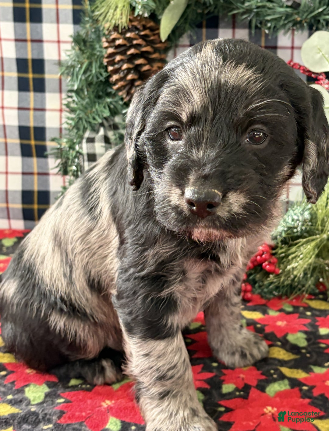 Labradoodle dogs for sale: Carl - Ad 2