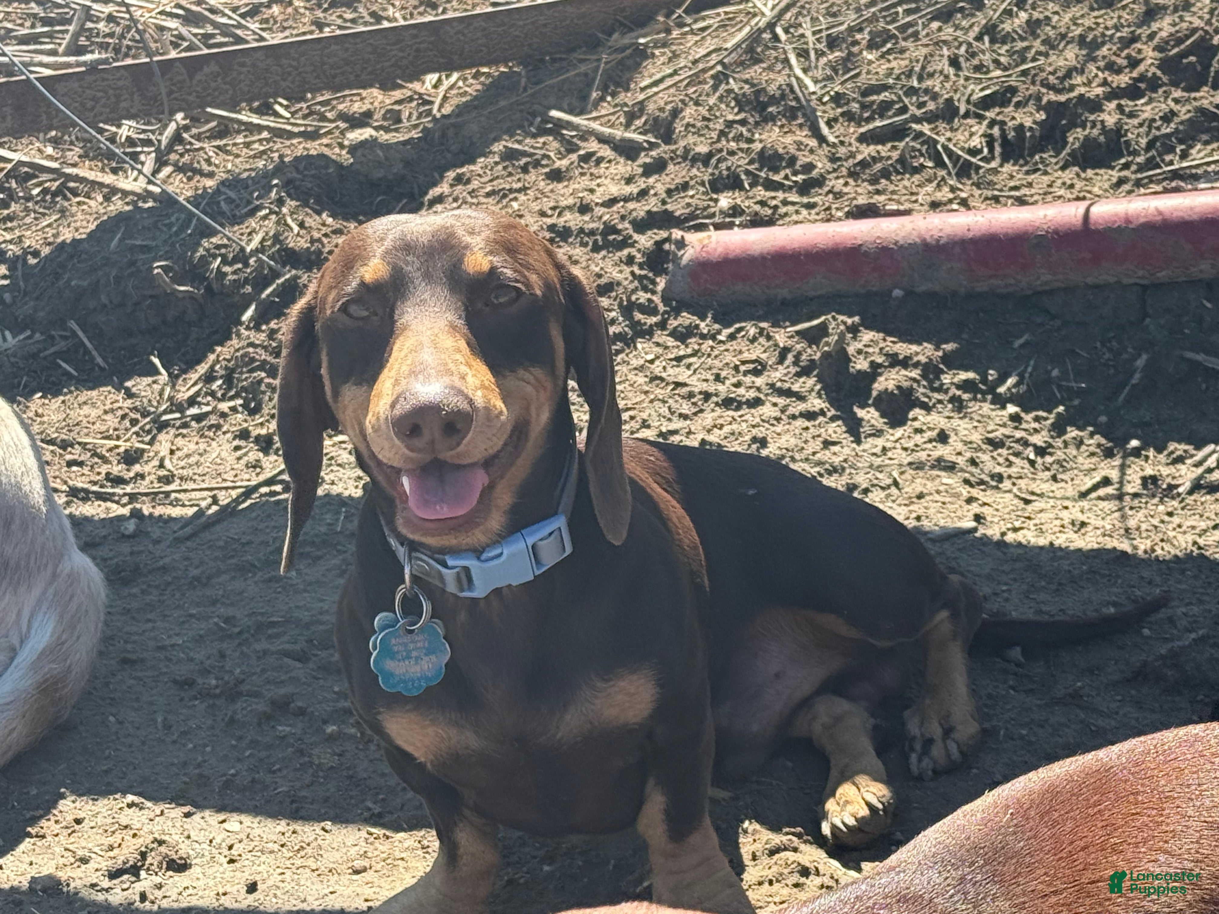 Copper