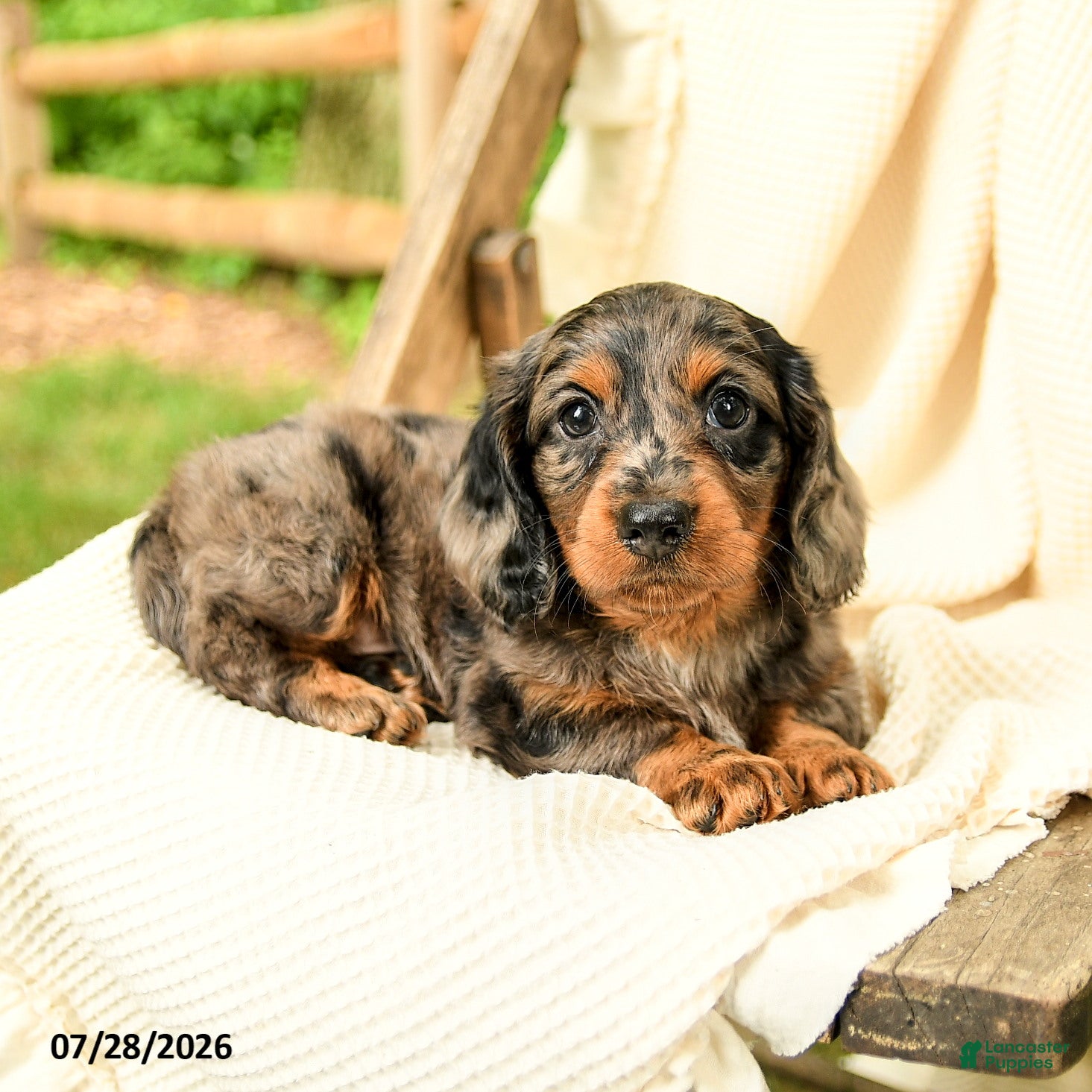 Miniature Dachshund dogs Darren  - Ad 2