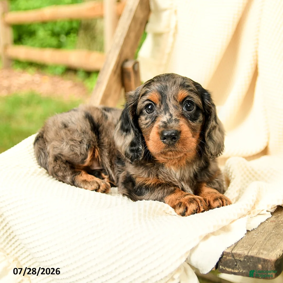 Miniature Dachshund dogs for sale: Darren  - Ad 2