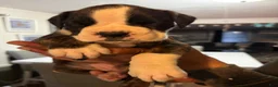 Boxer dogs for sale: Boxer Daisy & Lily Puppy 4 - Ad 3