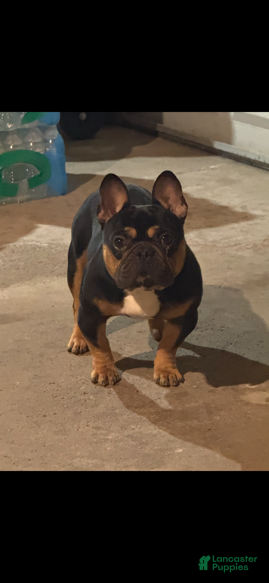 French Bulldog dogs Tyson - Ad 1