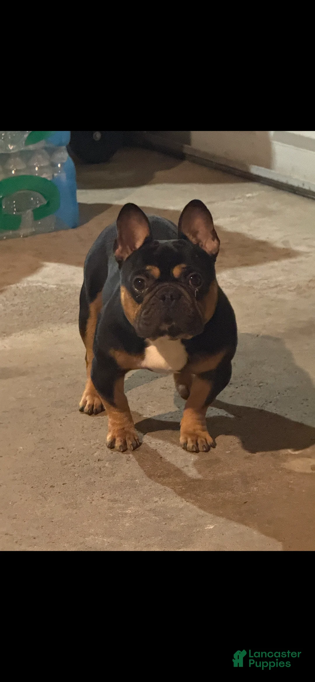 French Bulldog dogs for sale: Tyson - Ad 1
