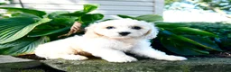 Cavachon dogs for sale: Lulu - Ad 3