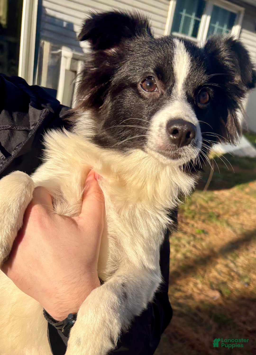 Mixed Breed dogs for sale: Cosmo - Ad 3