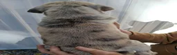 Pug dogs for sale: Darla - Ad 4