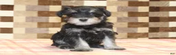 Miniature Schnauzer dogs for sale: Emma - Ad 3