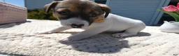 Jack Russell Terrier dogs for sale: Jack Russell Terrier Puppy 4 Snappy - Ad 5