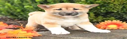 Shiba Inu dogs for sale: Candy - Ad 4