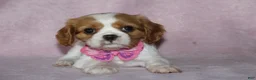 Cavalier King Charles Spaniel dogs for sale: SKY - Ad 3