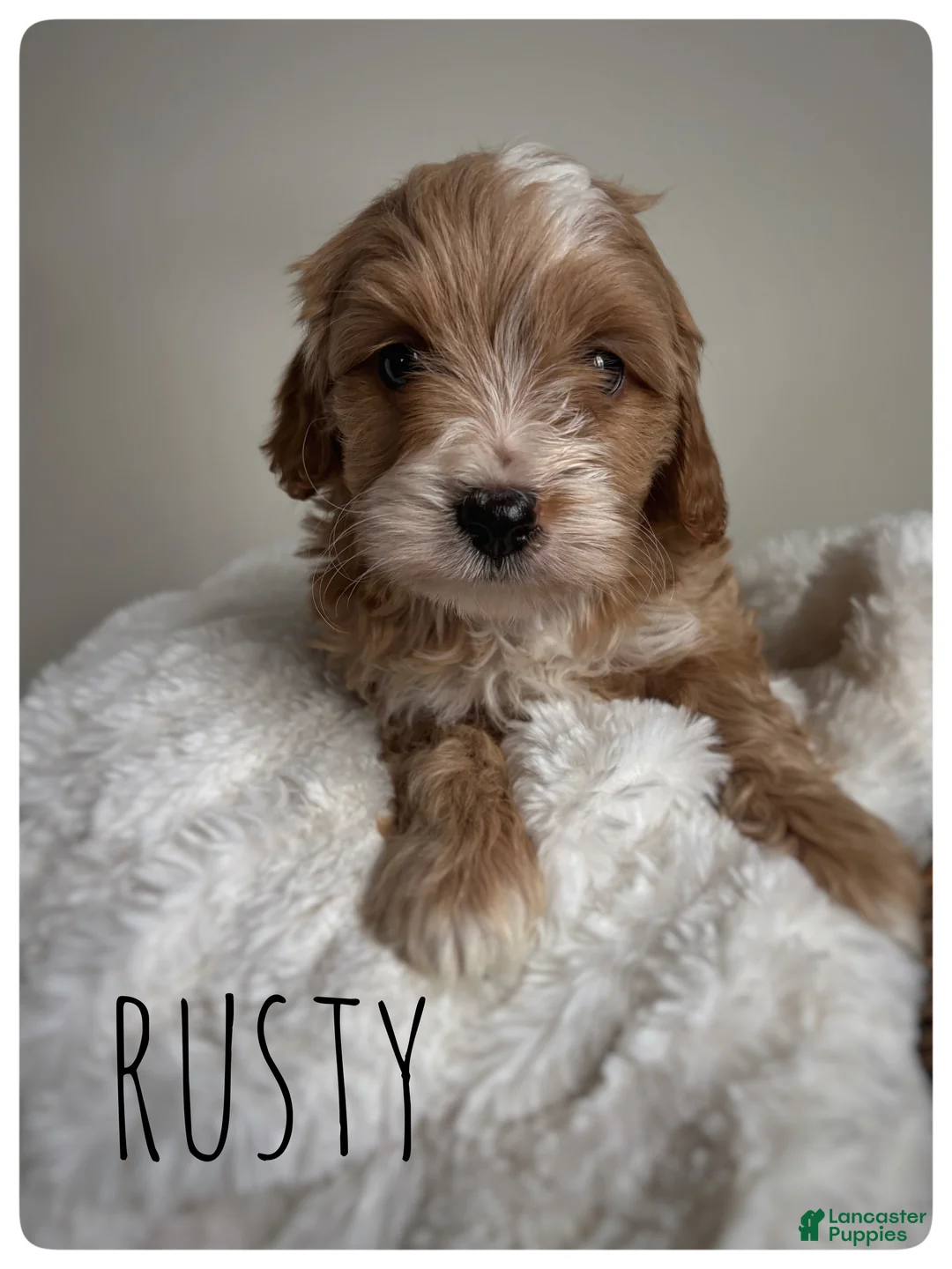 Cavapoo dogs for sale: Rusty - Ad 2