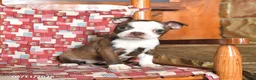 Boston Terrier dogs for sale: Luna  - Ad 1