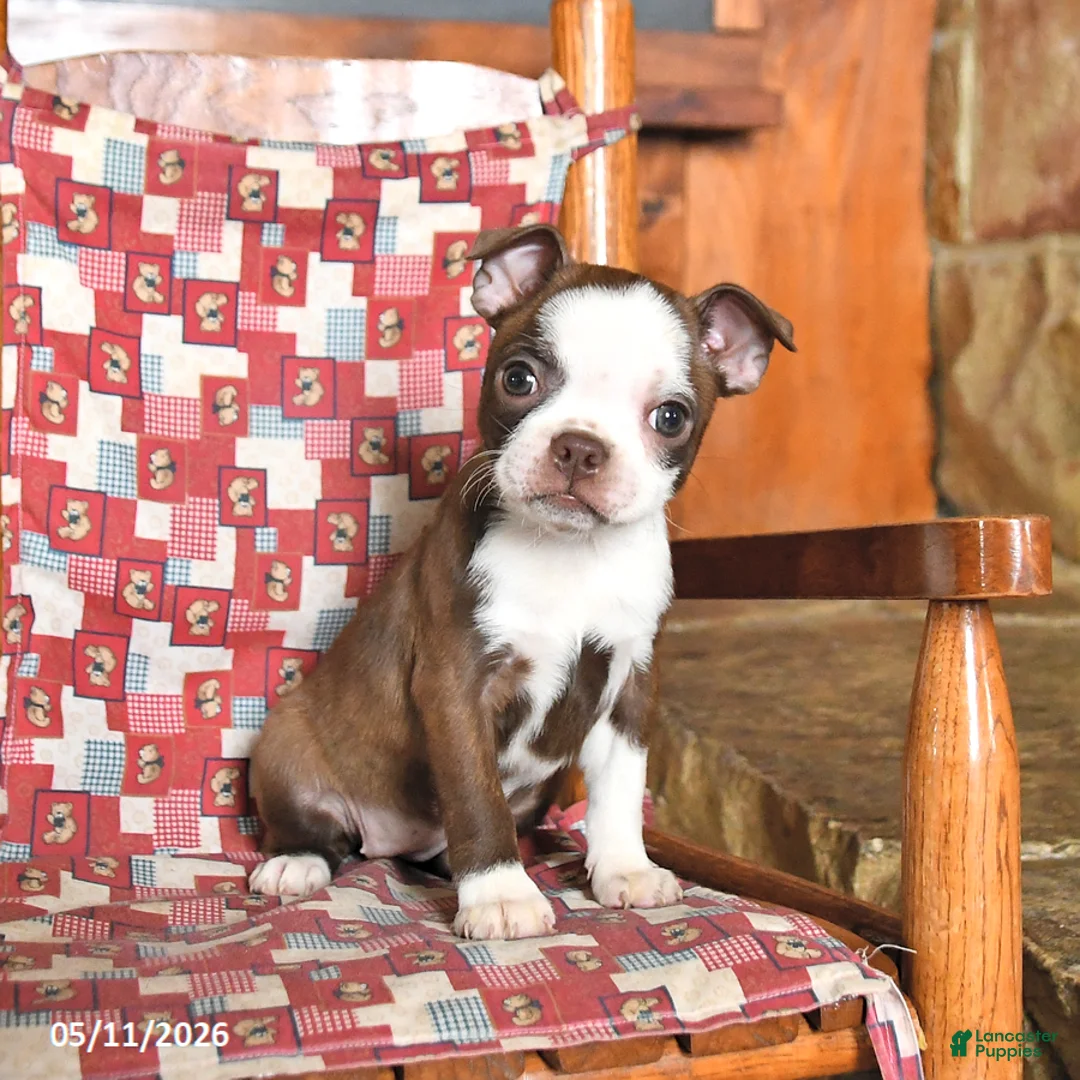 Boston Terrier dogs for sale: Luna  - Ad 1