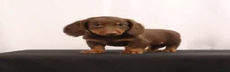 Dachshund dogs for sale: Hank  - Ad 5