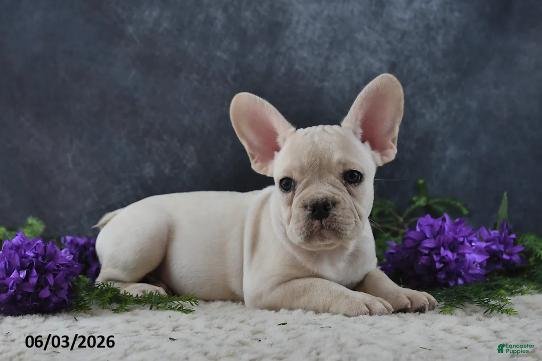 French Bulldog dogs for sale: Jasmine - Ad 1
