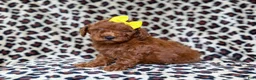 Mini Goldendoodle dogs for sale: Sydney - Ad 6